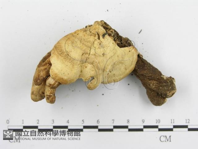 登錄號:F0015302藏品圖，第6張