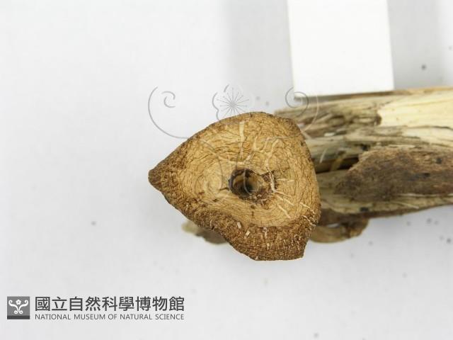 登錄號:F0019712藏品圖，第6張