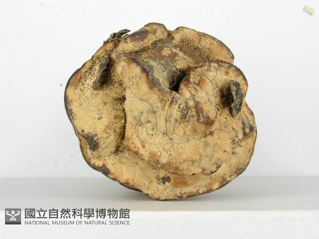 登錄號:F0019012藏品圖，第6張