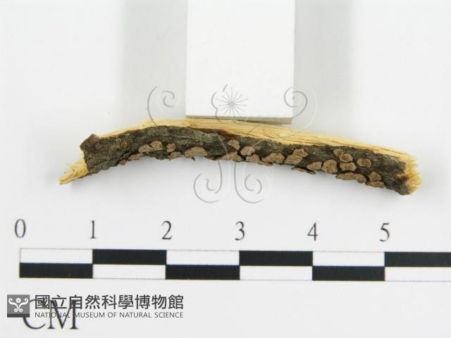 登錄號:F0015752藏品圖，第6張