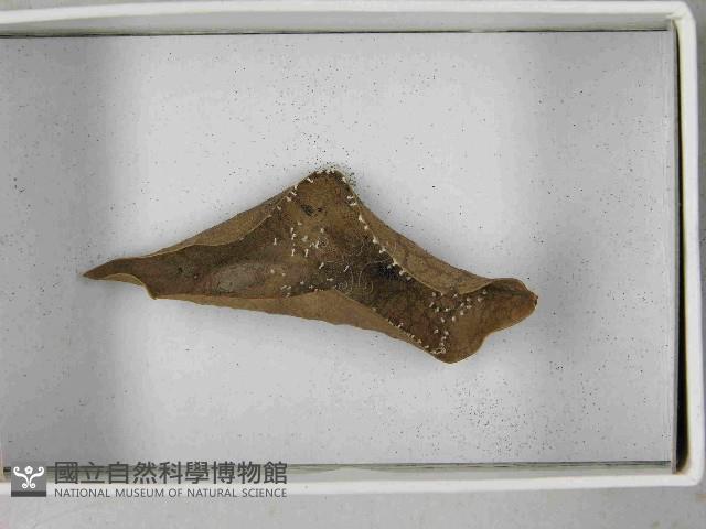 登錄號:F0021552藏品圖，第6張
