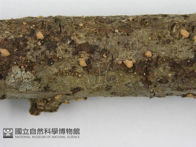 登錄號:F0010692藏品圖，第6張