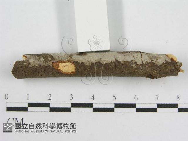 登錄號:F0012932藏品圖，第6張