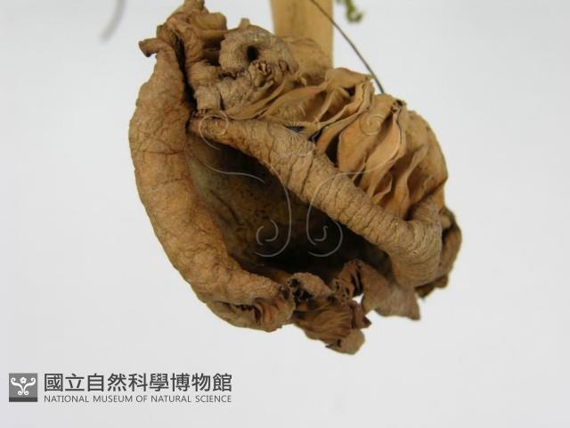 登錄號:F0004872藏品圖，第6張