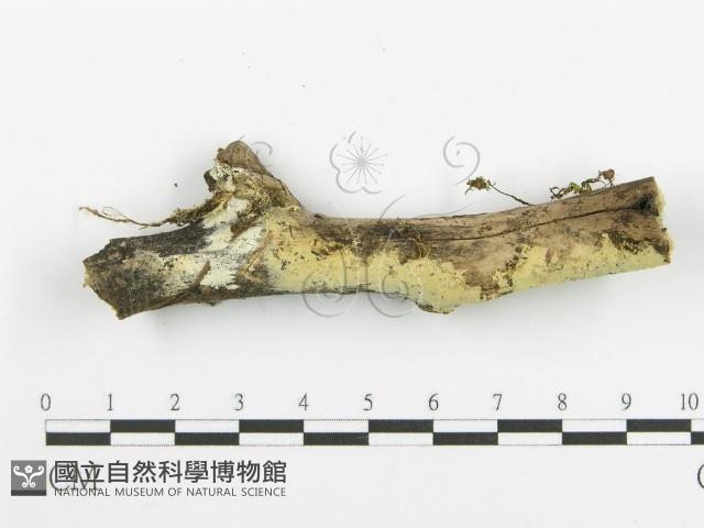 登錄號:F0016972藏品圖，第6張