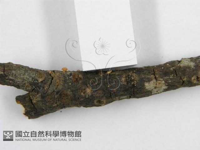 登錄號:F0002672藏品圖，第6張