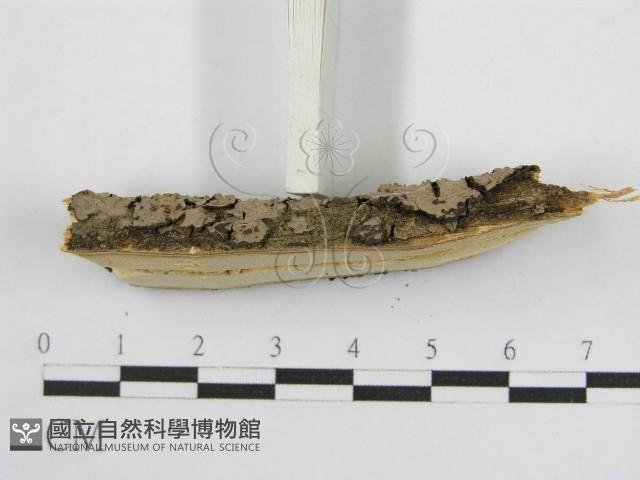 登錄號:F0015772藏品圖，第6張