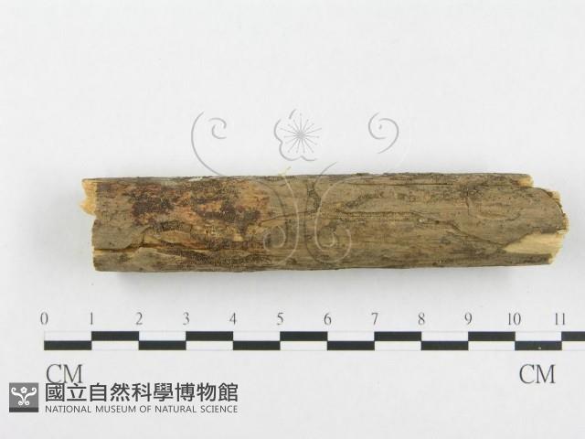登錄號:F0001372藏品圖，第6張