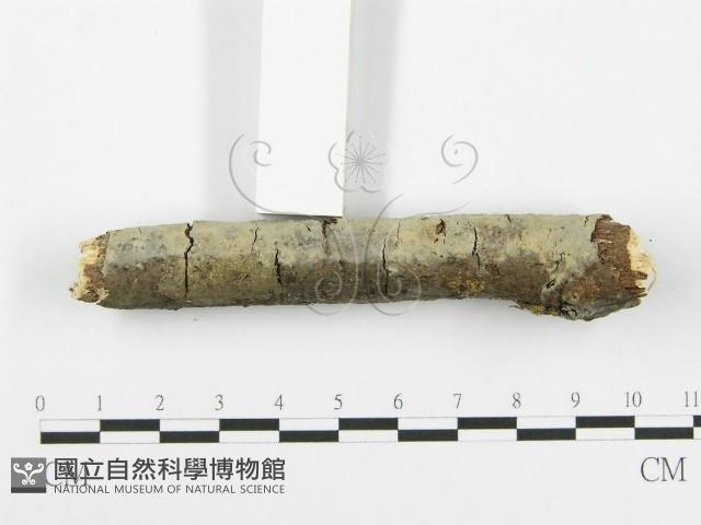 登錄號:F0013467藏品圖，第6張