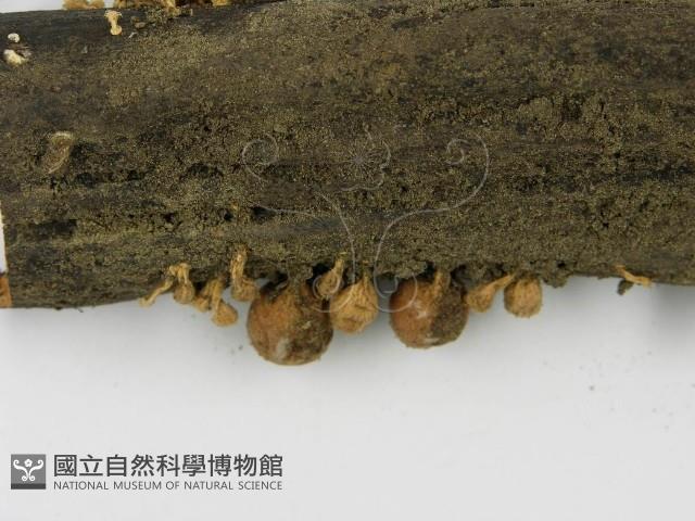 登錄號:F0001167藏品圖，第6張