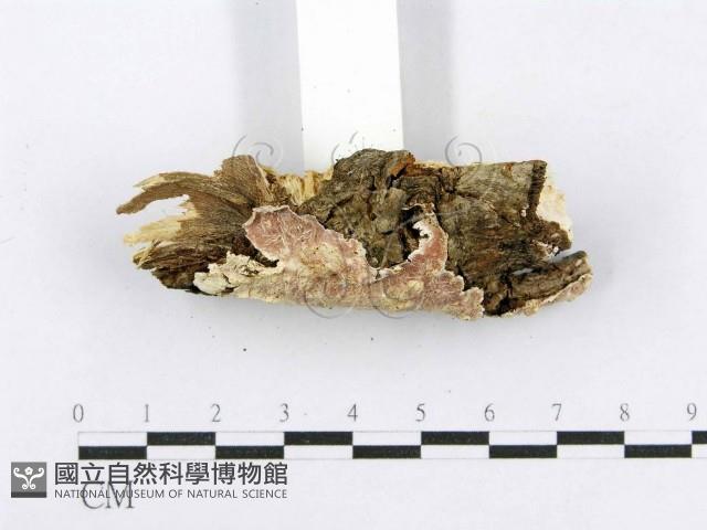 射脈菌屬藏品圖，第6張