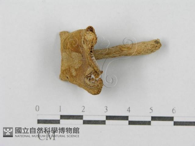 登錄號:F0003367藏品圖，第6張