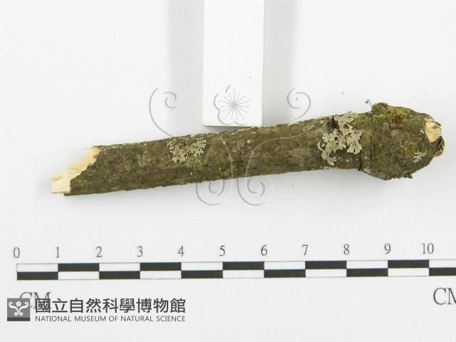 登錄號:F0018727藏品圖，第6張