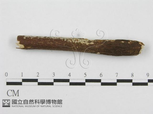 筍殼菌屬藏品圖，第6張