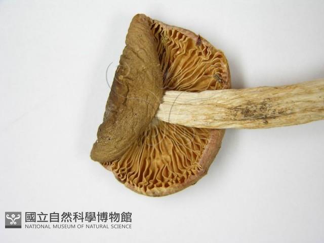 登錄號:F0015907藏品圖，第6張