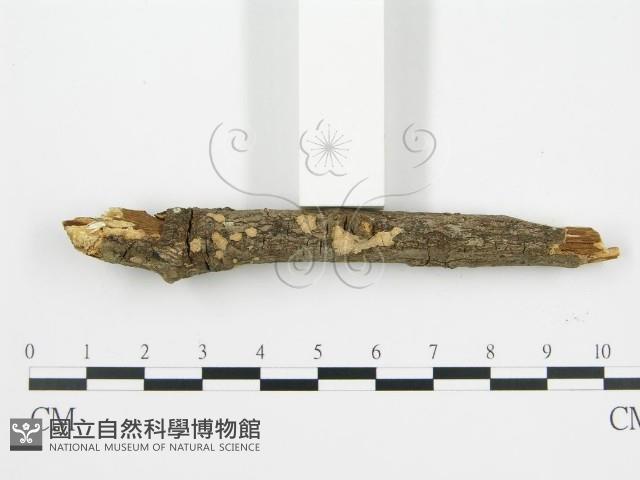登錄號:F0001407藏品圖，第6張