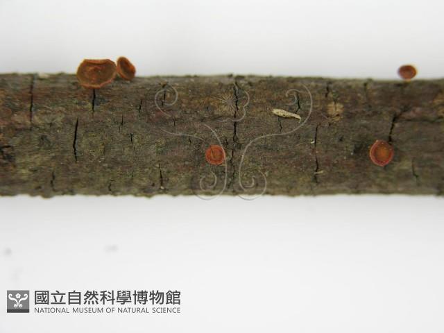 登錄號:F0004707藏品圖，第6張