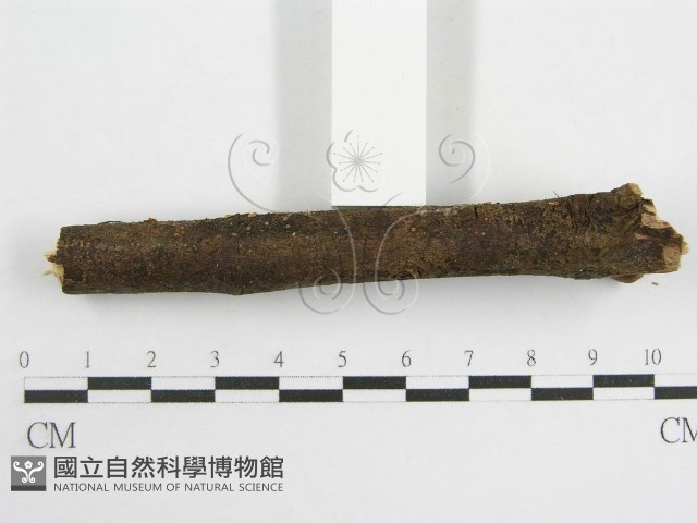 登錄號:F0003307藏品圖，第6張