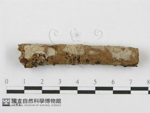 登錄號:F0012917藏品圖，第6張