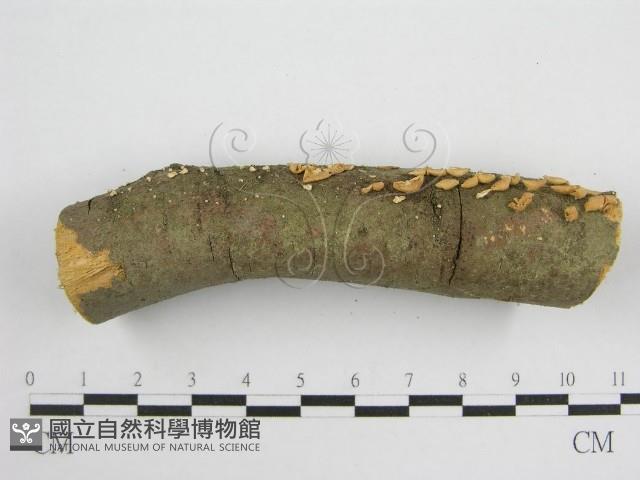 微皮傘屬藏品圖，第6張