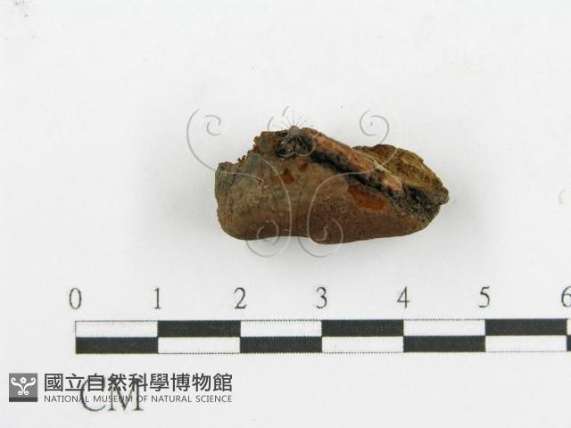 登錄號:F0017357藏品圖，第6張