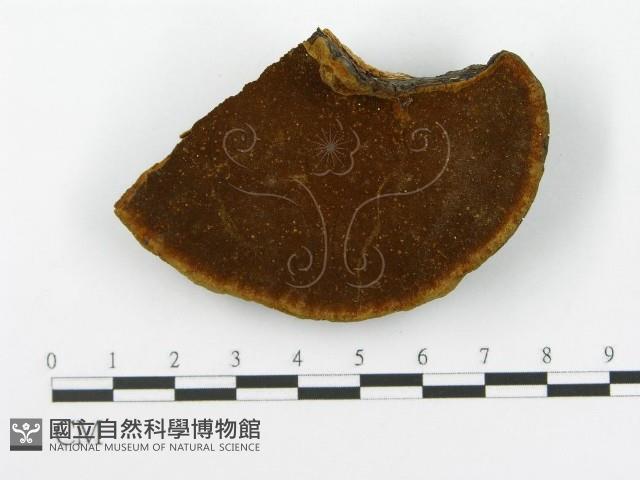 登錄號:F0017237藏品圖，第6張