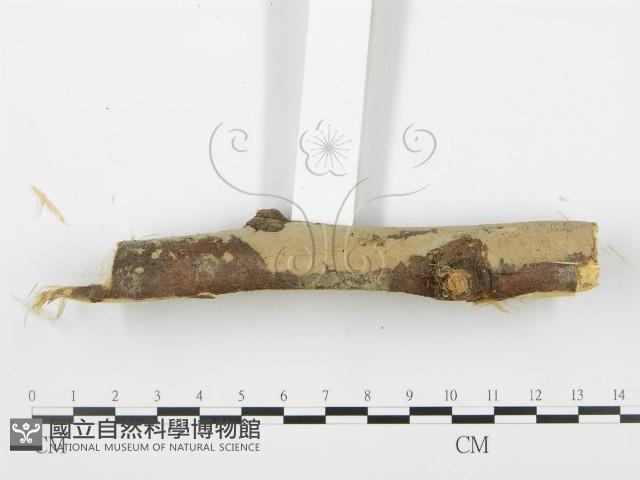 登錄號:F0001937藏品圖，第6張