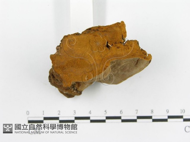 登錄號:F0003877藏品圖，第6張
