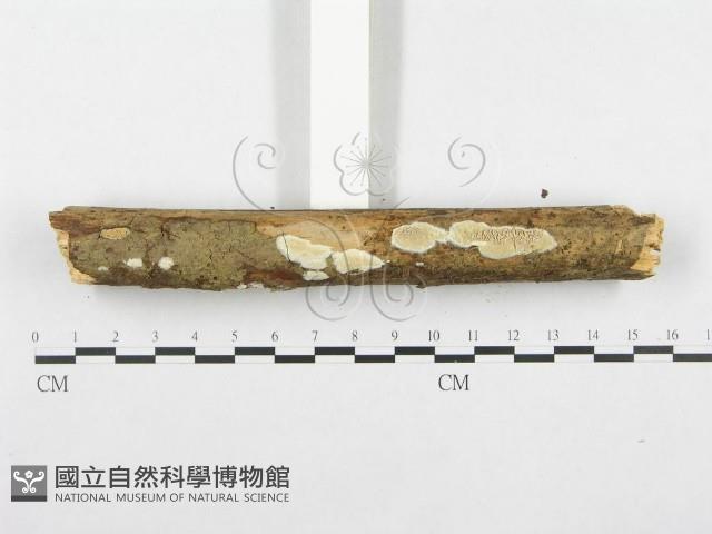 登錄號:F0001377藏品圖，第6張