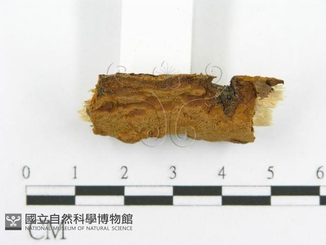 登錄號:F0017377藏品圖，第6張