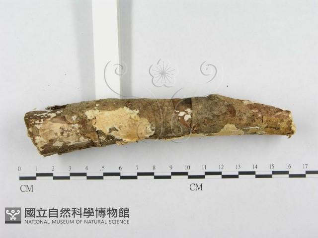 登錄號:F0001265藏品圖，第6張