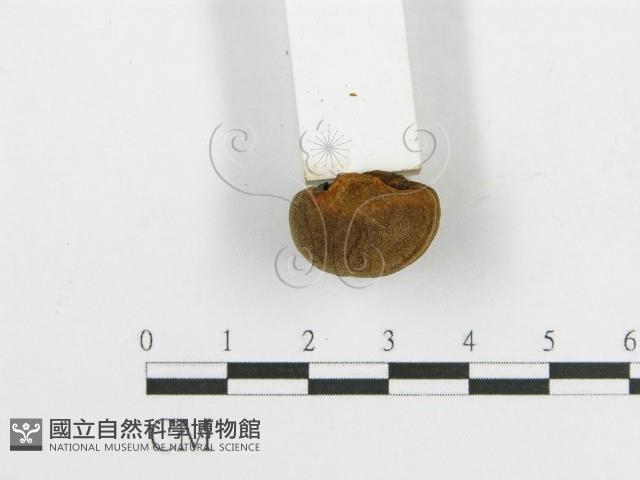 登錄號:F0017865藏品圖，第6張