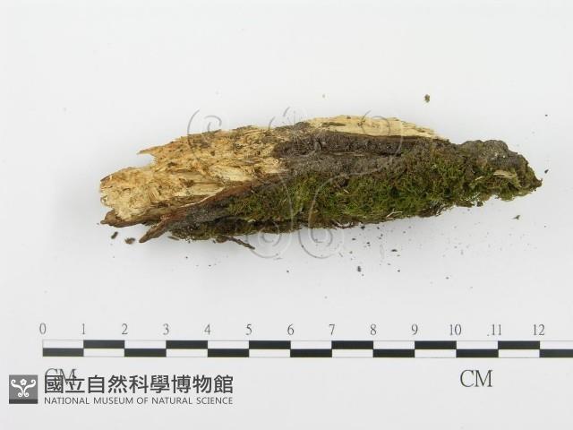 登錄號:F0002965藏品圖，第6張