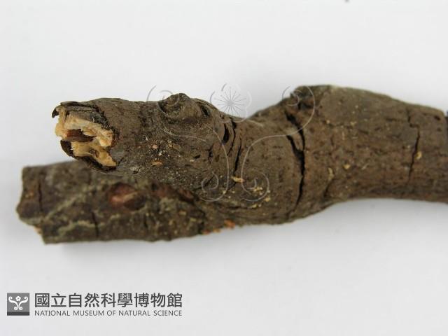 登錄號:F0005665藏品圖，第6張