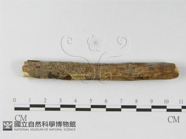 登錄號:F0010465藏品圖，第6張