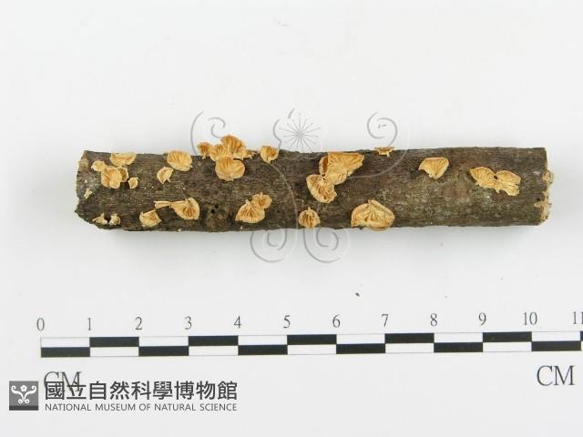 登錄號:F0003565藏品圖，第6張