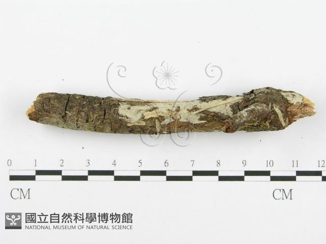 登錄號:F0001365藏品圖，第6張