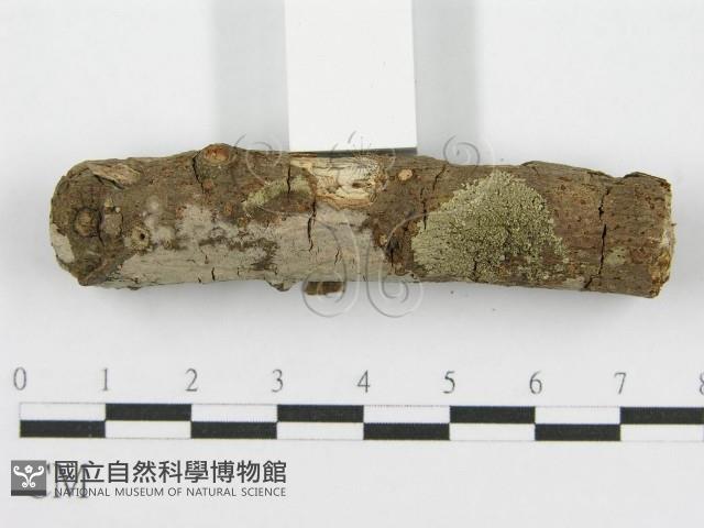 筍殼菌屬藏品圖，第6張