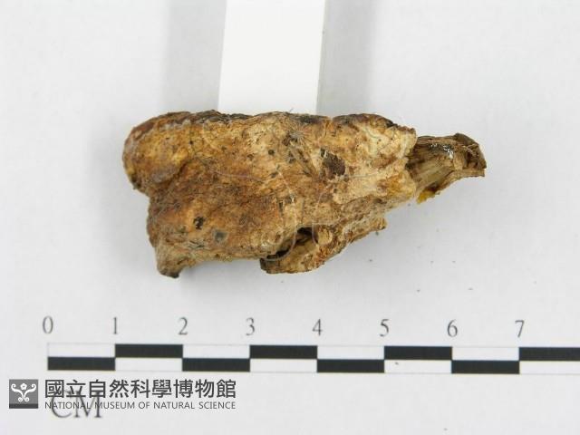 登錄號:F0005925藏品圖，第6張