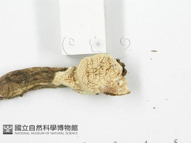 登錄號:F0003625藏品圖，第6張