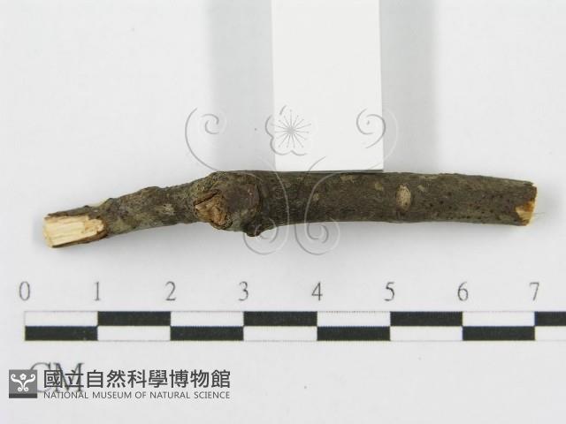 筍殼菌屬藏品圖，第6張