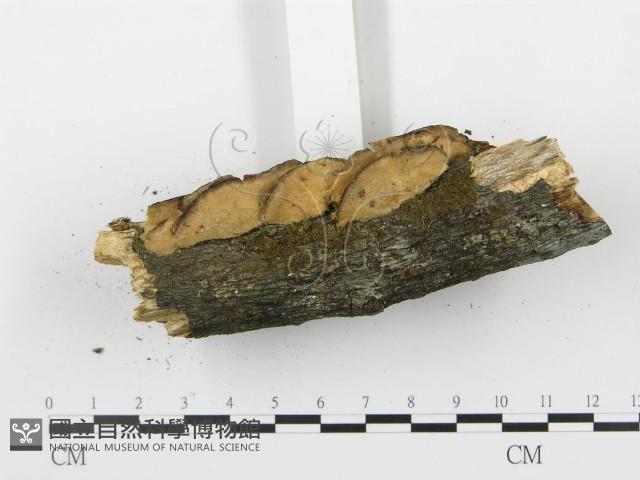 登錄號:F0001405藏品圖，第6張