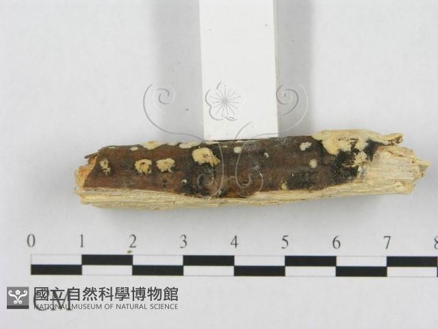 登錄號:F0017505藏品圖，第6張