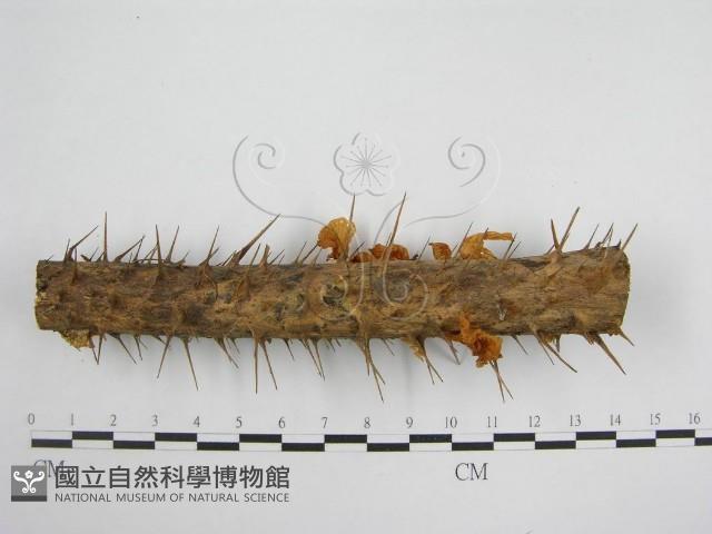 微皮傘屬藏品圖，第6張