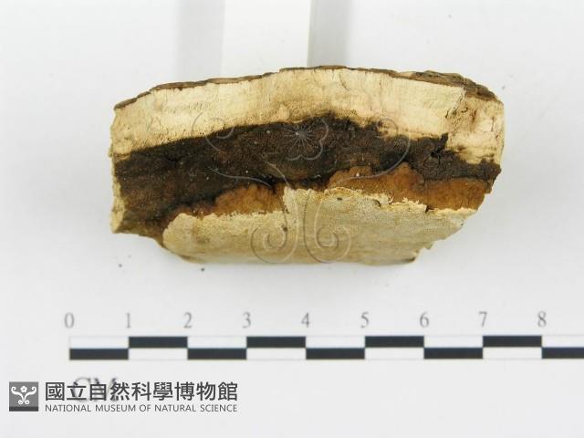 登錄號:F0019755藏品圖，第6張