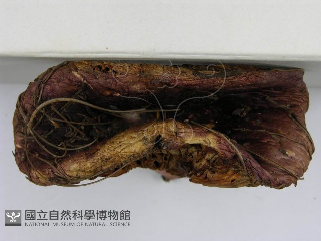 登錄號:F0003755藏品圖，第6張