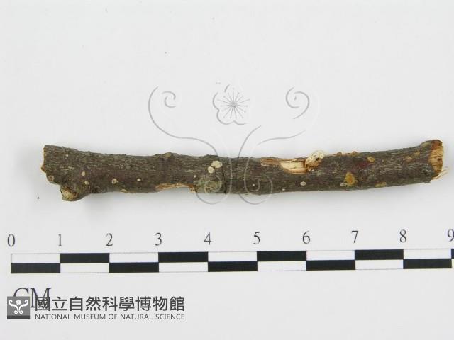 登錄號:F0001055藏品圖，第6張