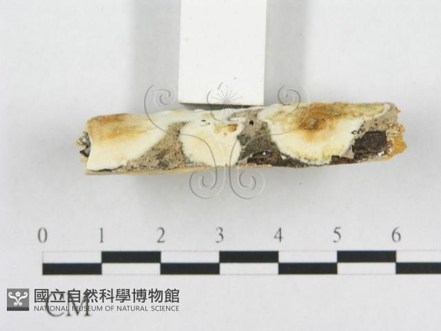 登錄號:F0019945藏品圖，第6張