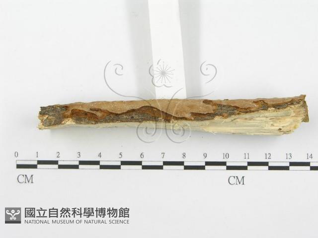登錄號:F0001545藏品圖，第6張