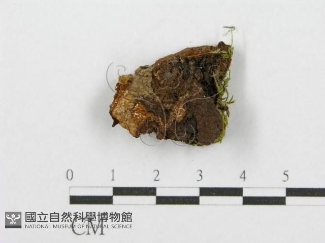 登錄號:F0017545藏品圖，第6張